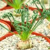 Albuca Frizzle Sizzle Succulent Live Plant - 4 inch Pot, Curly Leaf Indoor/Outdoor - Image 1
