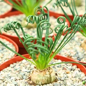 Albuca Frizzle Sizzle Succulent Live Plant - 4 inch Pot, Curly Leaf Indoor/Outdoor - Image 5
