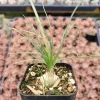Albuca polyphylla 'Augrabies Hills' Succulent Live Plant - Drought Tolerant - Image 1