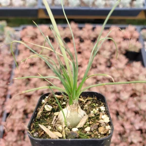 Albuca polyphylla 'Augrabies Hills' Succulent Live Plant - Drought Tolerant - Image 1