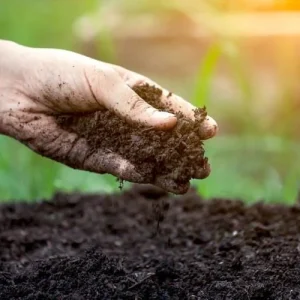 All Natural General Purpose Potting Soil Mix - 8 Quart for Most Plants - Image 4