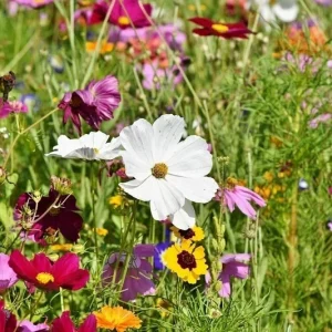 All Perennial Wildflower Seed Mix - 1200+ Heirloom Seeds for Pollinators - Image 2