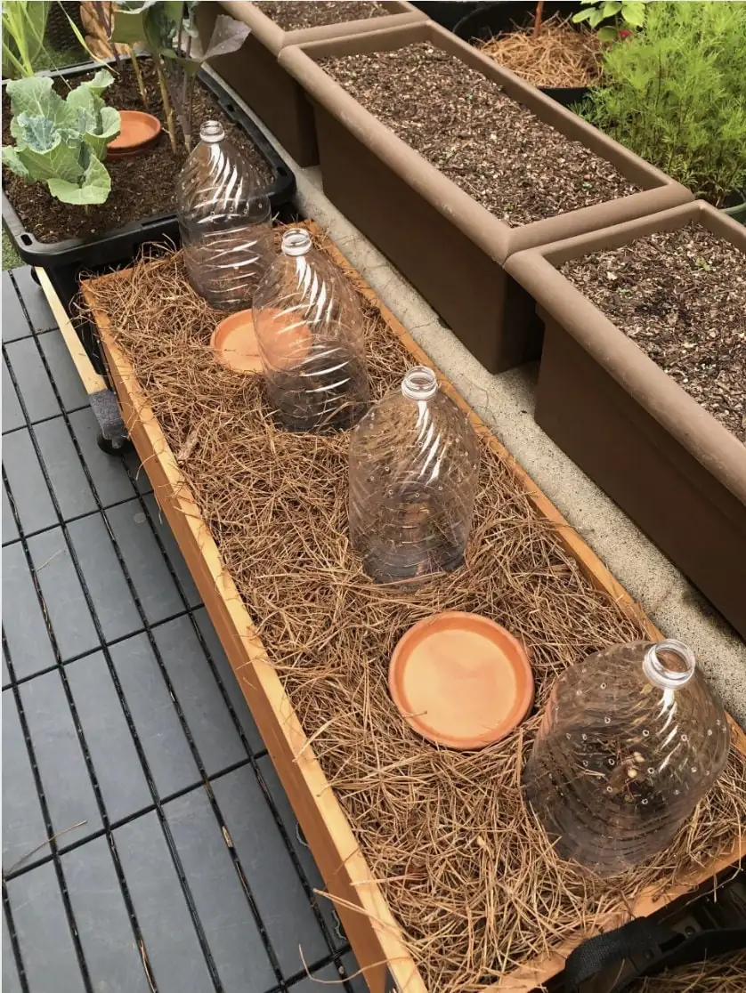 All-Season Raspberry Plant Collection - 4 Live Plants - Heritage, Golden, Joan J, Black Raspberry - Outdoor Fruit - Image 2