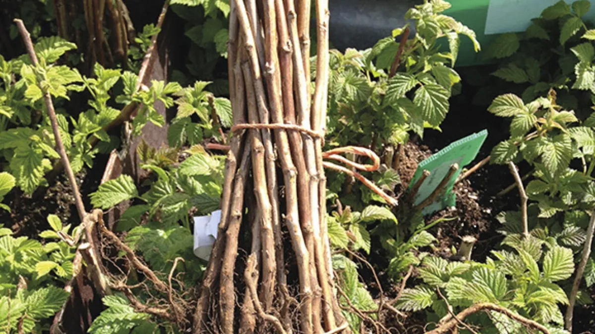 All-Season Raspberry Plant Collection - 4 Live Plants - Heritage, Golden, Joan J, Black Raspberry - Outdoor Fruit - Image 4