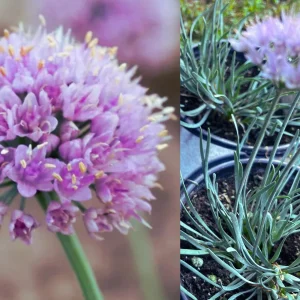 Allium Blue Eddy Live Plant – Ornamental Onion – Pollinator Garden - Image 2