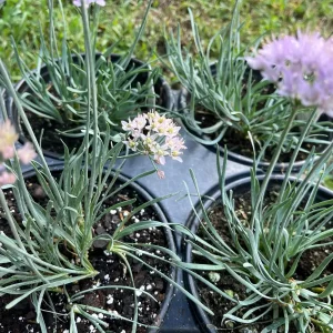 Allium Blue Eddy Live Plant – Ornamental Onion – Pollinator Garden - Image 5