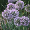 Allium 'Bubble Bath' Ornamental Onion Live Roots - Purple Flower Bulbs - Perennial - Image 1