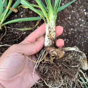 Allium 'Bubble Bath' Ornamental Onion Live Roots - Purple Flower Bulbs - Perennial - Image 2