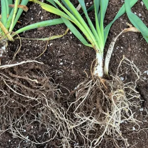 Allium 'Bubble Bath' Ornamental Onion Live Roots - Purple Flower Bulbs - Perennial - Image 3