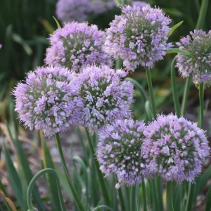 Allium 'Bubble Bath' Ornamental Onion Live Roots - Purple Flower Bulbs - Perennial - Image 1