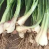 Allium Chinense Bulbs - Rakkyo Japanese Scallion - 3 Roots Herbal Plant - Image 1