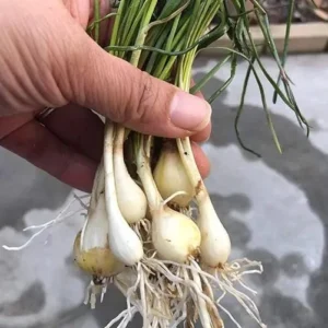 Allium Chinense Bulbs - Rakkyo Japanese Scallion - 3 Roots Herbal Plant - Image 2