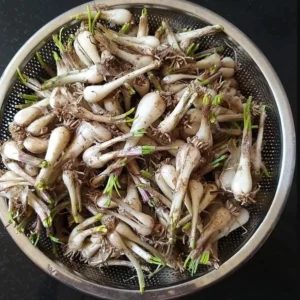 Allium Chinense Bulbs - Rakkyo Japanese Scallion - 3 Roots Herbal Plant - Image 3