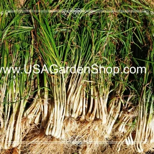 Allium chinense Rakkyo Live Herb Root - Củ Kiệu Jiaotou - Edible Chive for Indoor/Outdoor - Image 10