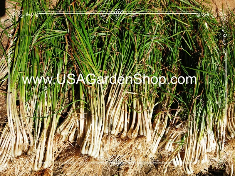 Allium chinense Rakkyo Live Herb Root - Củ Kiệu Jiaotou - Edible Chive for Indoor/Outdoor - Image 10
