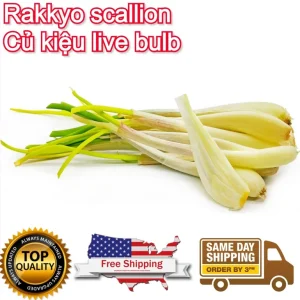 Allium chinense Rakkyo Live Herb Root - Củ Kiệu Jiaotou - Edible Chive for Indoor/Outdoor - Image 12