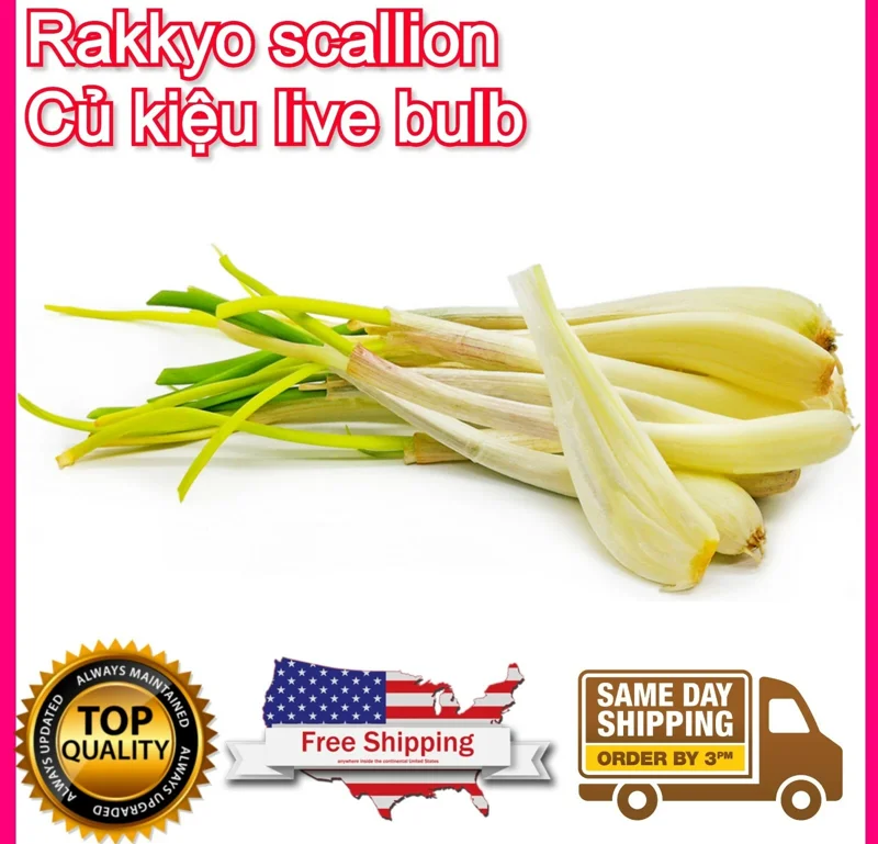 Allium chinense Rakkyo Live Herb Root - Củ Kiệu Jiaotou - Edible Chive for Indoor/Outdoor - Image 12