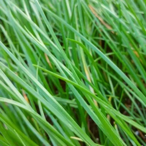 Allium chinense Rakkyo Live Herb Root - Củ Kiệu Jiaotou - Edible Chive for Indoor/Outdoor - Image 5