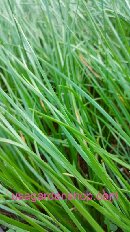 Allium chinense Rakkyo Live Herb Root - Củ Kiệu Jiaotou - Edible Chive for Indoor/Outdoor - Image 5