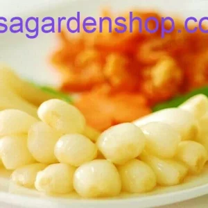 Allium chinense Rakkyo Live Herb Root - Củ Kiệu Jiaotou - Edible Chive for Indoor/Outdoor - Image 6