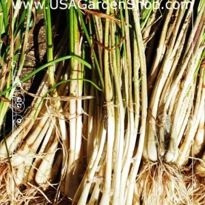 Allium chinense Rakkyo Live Herb Root - Củ Kiệu Jiaotou - Edible Chive for Indoor/Outdoor - Image 7