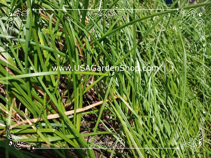 Allium chinense Rakkyo Live Herb Root - Củ Kiệu Jiaotou - Edible Chive for Indoor/Outdoor - Image 8