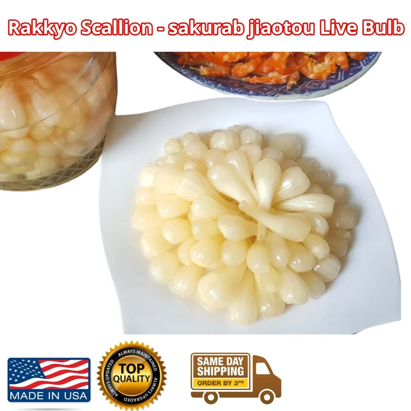 Allium chinense Rakkyo Live Herb Root - Củ Kiệu Jiaotou - Edible Chive for Indoor/Outdoor - Image 1