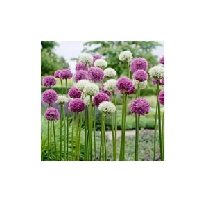 Allium Mix Bulbs - Purple Flower Bulbs, Deer Resistant, 32-36