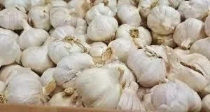 Allium Purple Blend Bulbs - Large 4-6 Inch Flowers - Deer Resistant - Image 2