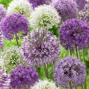 Allium Purple Blend Bulbs - Large 4-6 Inch Flowers - Deer Resistant - Image 1