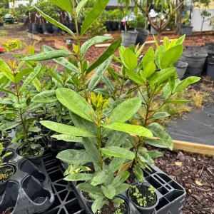 Allspice Live Plant - 4 inch Pot, 1-2 Feet Tall - Indoor/Outdoor Spice Herb - Image 3