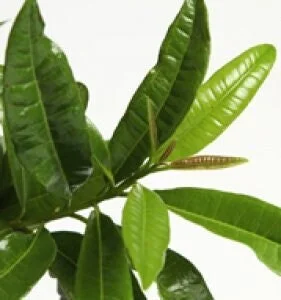 Allspice Live Plant – Pimenta dioica – 2-3 ft Tall – 3 Gallon Pot - Image 1