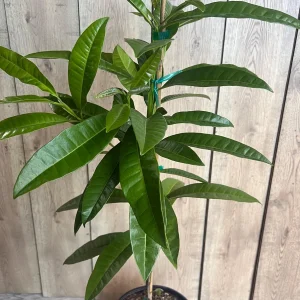 Allspice Live Plant (Pimenta dioica) 3 Gallon Pot - Culinary & Ornamental Tree - Image 3