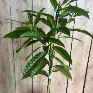 Allspice Live Plant (Pimenta dioica) 3 Gallon Pot - Culinary & Ornamental Tree - Image 4