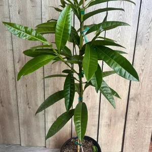 Allspice Live Plant (Pimenta dioica) 3 Gallon Pot - Culinary & Ornamental Tree - Image 6