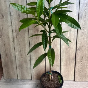Allspice Live Plant (Pimenta dioica) 3 Gallon Pot - Culinary & Ornamental Tree - Image 7