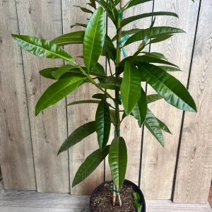 Allspice Live Plant (Pimenta dioica) 3 Gallon Pot - Culinary & Ornamental Tree - Image 8