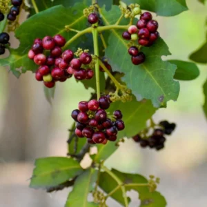 Allspice Tree Live Plant 3-4 ft Tall - Pimenta dioica - Potted, Green - Image 2