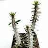 Alluaudia procera 'Madagascar Ocotillo' Succulent Live Plant - Drought Tolerant - Image 1