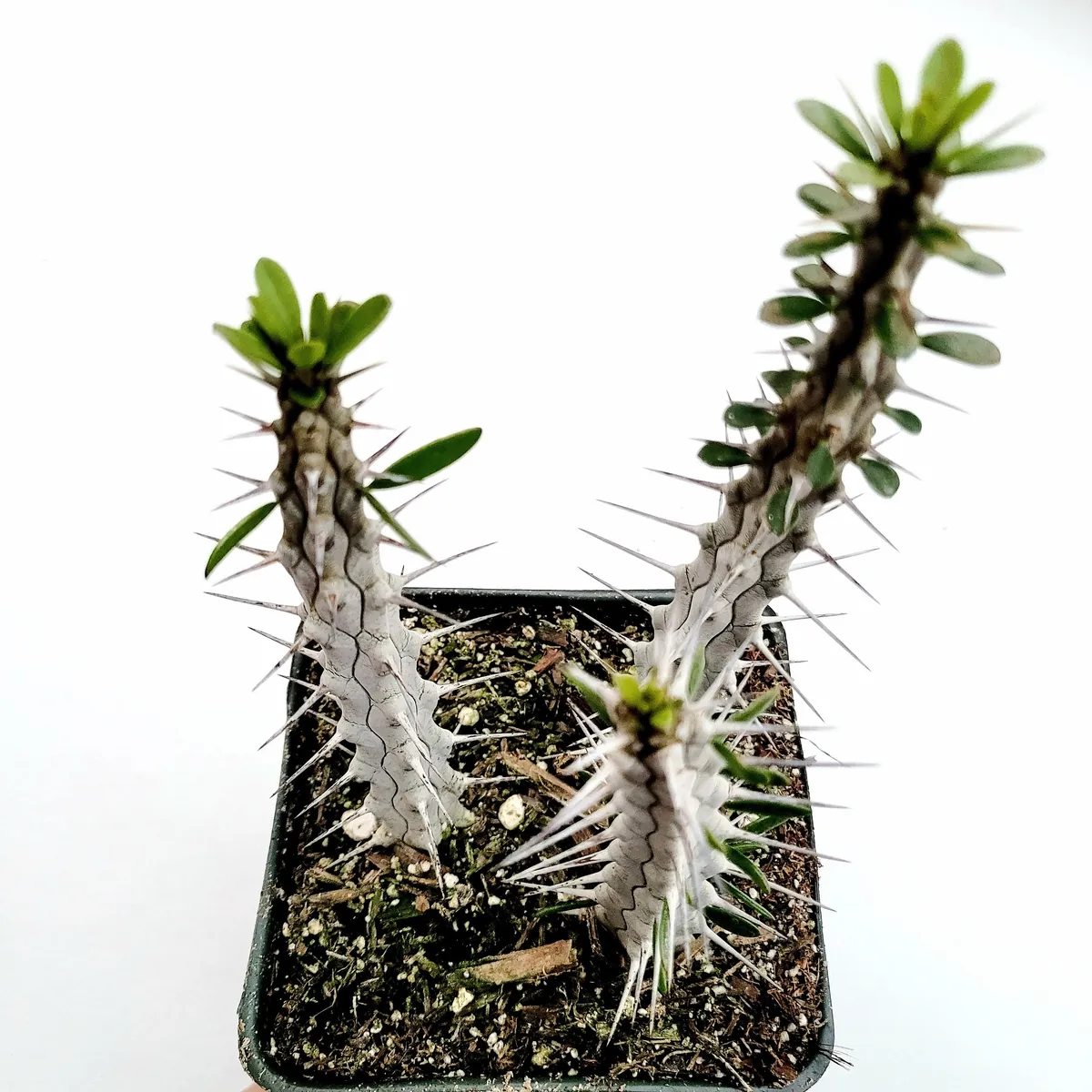 Alluaudia procera 'Madagascar Ocotillo' Succulent Live Plant - Drought Tolerant - Image 2