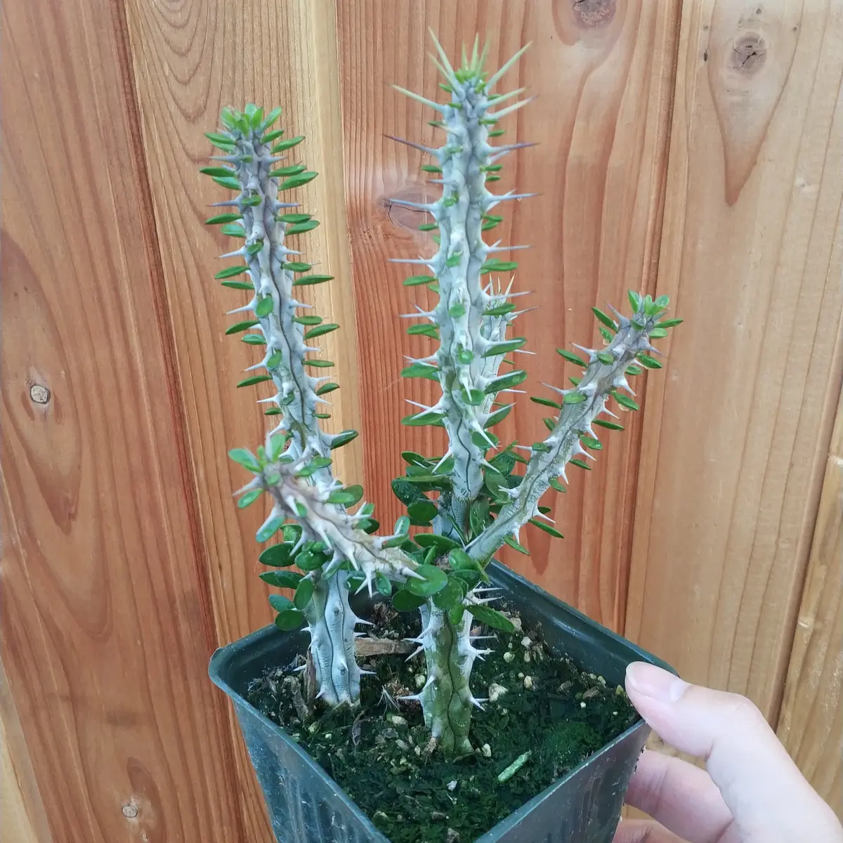 Alluaudia procera 'Madagascar Ocotillo' Succulent Live Plant - Drought Tolerant - Image 4