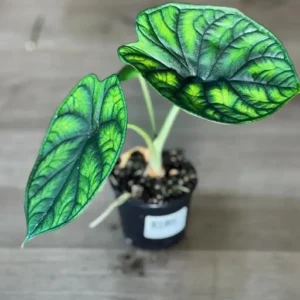 Alocasia Aegis Live Plant – 2 inch Potted Houseplant – Indoor Tropical Plant - Image 1