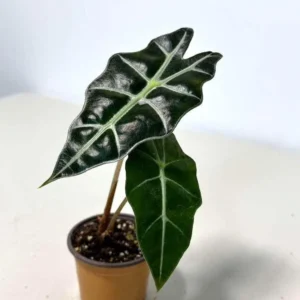 Alocasia Bambino Arrow Live Plant – 2 inch Nursery Pot – Indoor Elephant Ear - Image 2