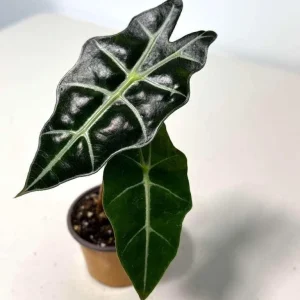 Alocasia Bambino Arrow Live Plant – 2 inch Nursery Pot – Indoor Elephant Ear - Image 3