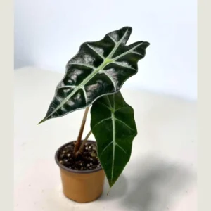 Alocasia Bambino Arrow Live Plant – 2 inch Nursery Pot – Indoor Elephant Ear - Image 1