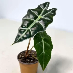 Alocasia Bambino Arrow Live Plant – 2 inch Nursery Pot – Indoor Elephant Ear - Image 4