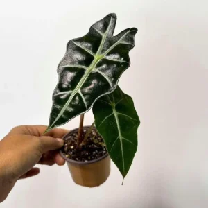 Alocasia Bambino Arrow Live Plant – 2 inch Nursery Pot – Indoor Elephant Ear - Image 5