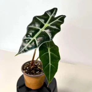 Alocasia Bambino Arrow Live Plant – 2 inch Nursery Pot – Indoor Elephant Ear - Image 5