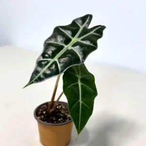Alocasia Bambino Arrow Live Plant – 2 inch Nursery Pot – Indoor Elephant Ear - Image 7