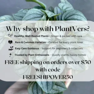 Alocasia Bambino Arrow Live Plant – 2 inch Nursery Pot – Indoor Elephant Ear - Image 8